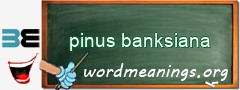 WordMeaning blackboard for pinus banksiana